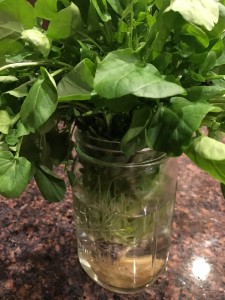 watercress lemon dressing