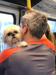 love dog on train